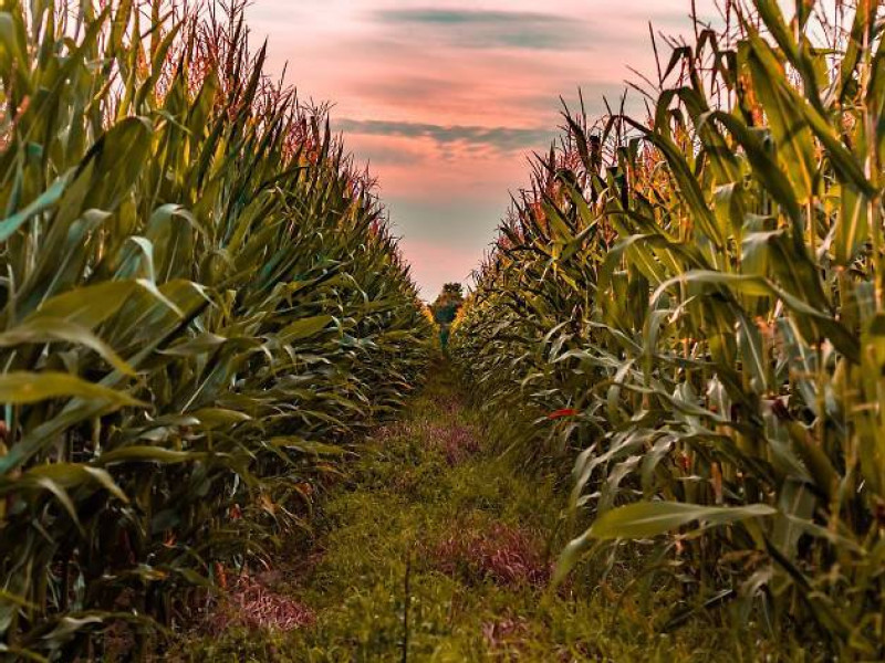 Tariffs or no tariffs, US corn may be too expensive for China