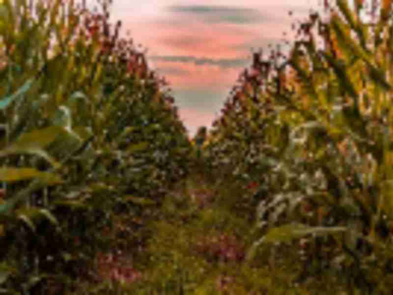 Tariffs or no tariffs, US corn may be too expensive for China