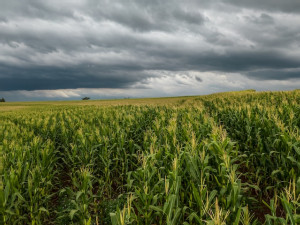 https://www.ajot.com/images/uploads/article/corn_field.jpg