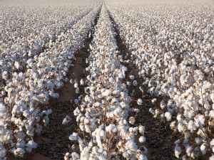 https://www.ajot.com/images/uploads/article/cotton-field.jpg