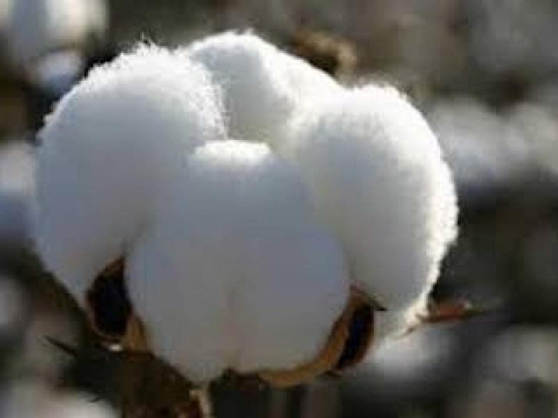 Cotton prices forecast to fall in 2019/20 and 2020/21 as supplies hit record levels and outstrip demand