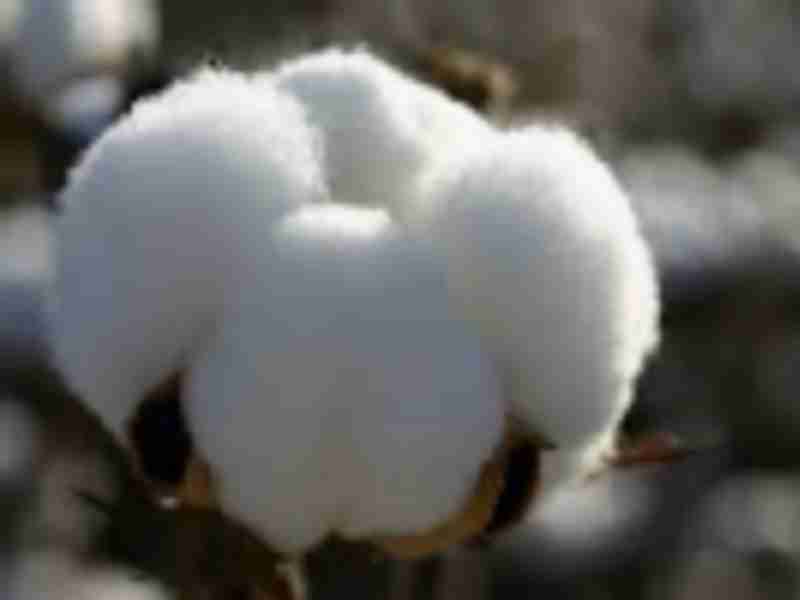 Cotton prices forecast to fall in 2019/20 and 2020/21 as supplies hit record levels and outstrip demand