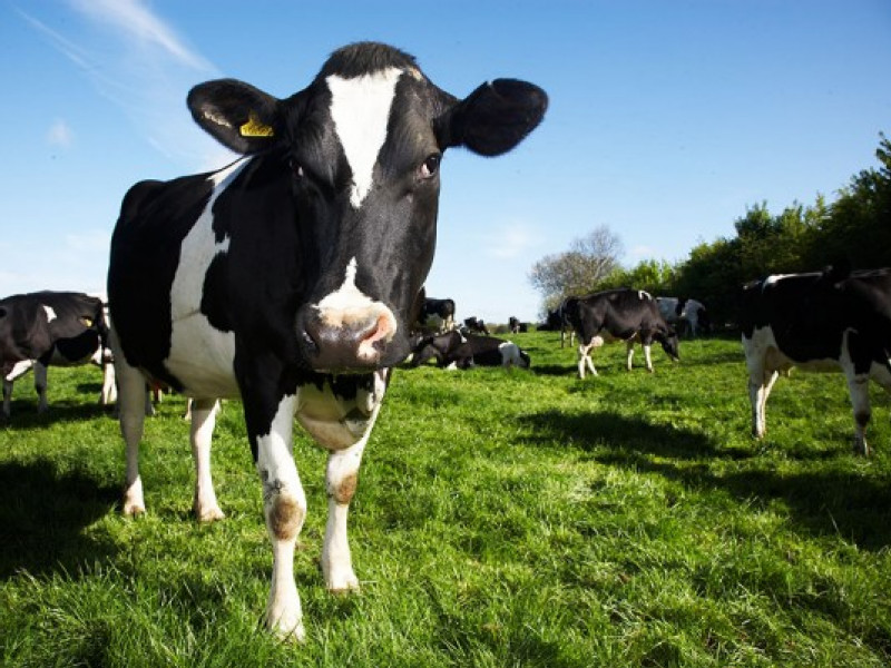 Trump Has a Point on Dairy, Canada’s Biggest Cheesemaker Says