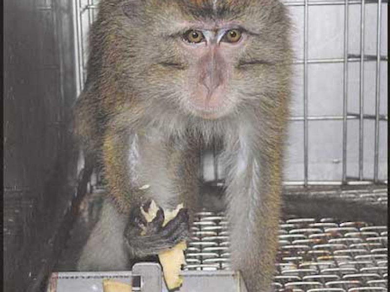 Airlines accused of discrimination for banning lab monkeys