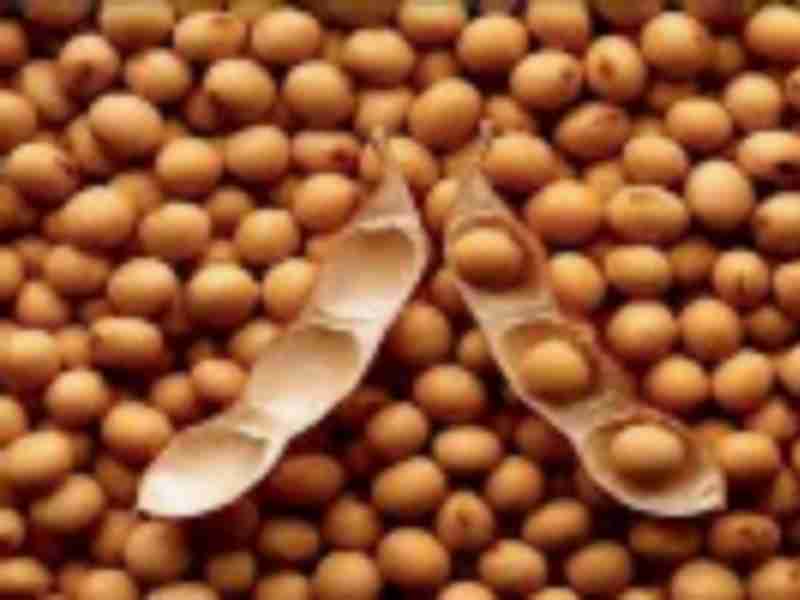 China shunning US soybeans on trade tensions, Bunge CEO says