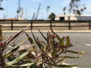 https://www.ajot.com/images/uploads/article/hueneme-milkweed.png