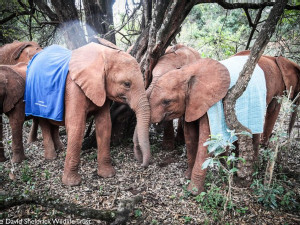 https://www.ajot.com/images/uploads/article/iag-blankets-copyright-the-david-sheldrick-wildlife-trust-elephants.jpg