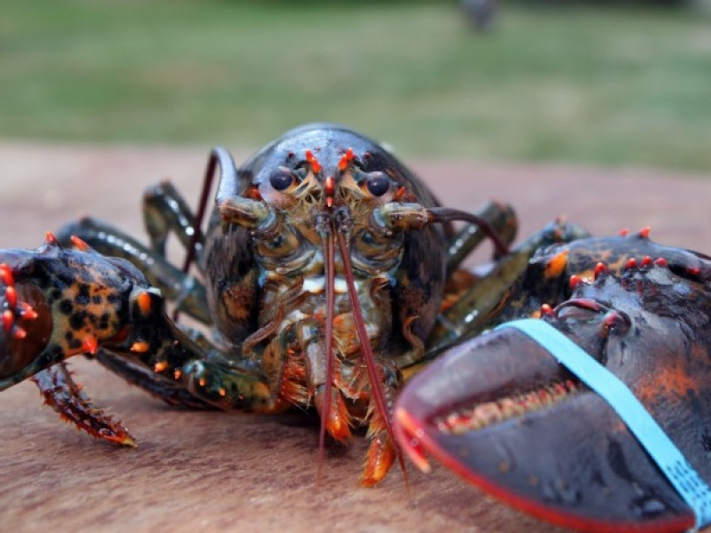 Giving lobster the cold shoulder