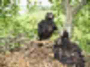 https://www.ajot.com/images/uploads/article/new-bald-eagles-baltimore.jpeg