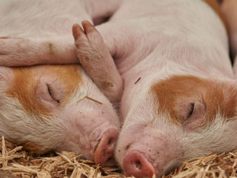 Pig disease means China will struggle to meet US import target