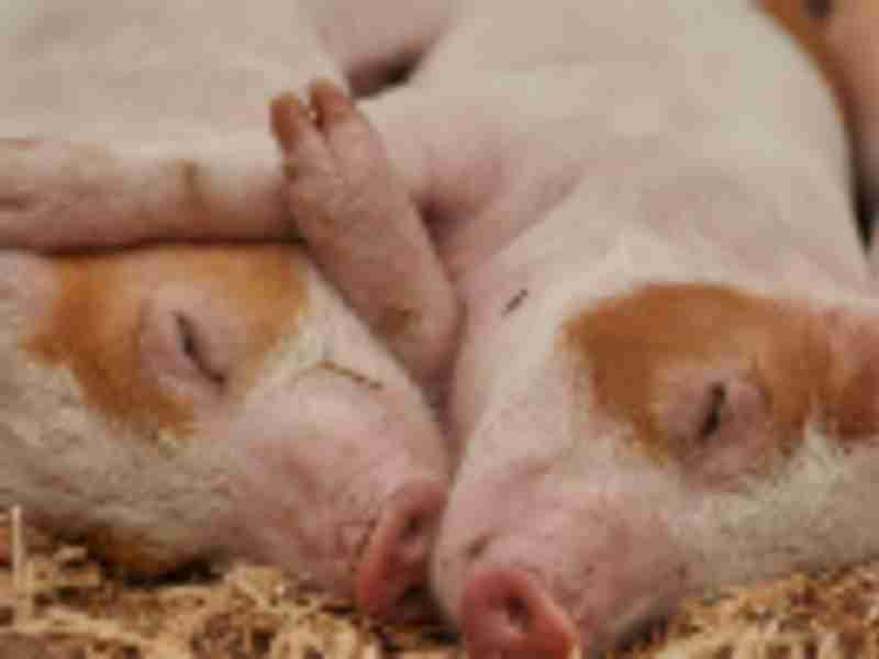 Pig disease means China will struggle to meet US import target