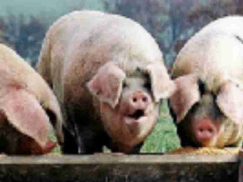 U.S. pork producers lose $1 billion in trade wars, group says