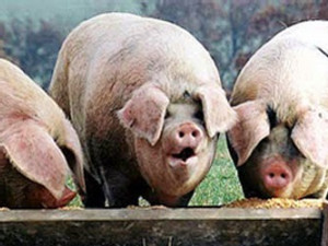 https://www.ajot.com/images/uploads/article/pigs-at-the-trough.jpg