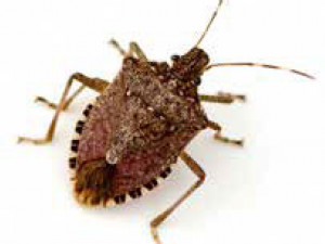 https://www.ajot.com/images/uploads/article/stink-bug.jpg