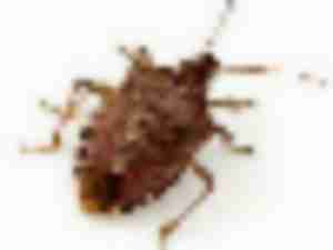 https://www.ajot.com/images/uploads/article/stink-bug.jpg