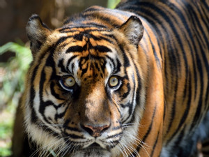 https://www.ajot.com/images/uploads/article/sumatran_tiger.jpg