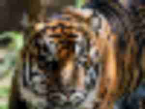 https://www.ajot.com/images/uploads/article/sumatran_tiger.jpg