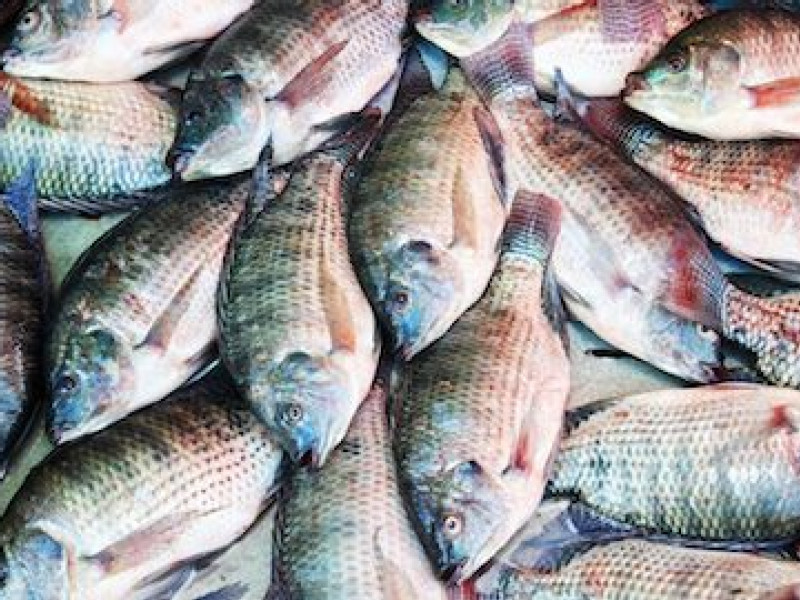 New tariffs could hurt tilapia’s popularity