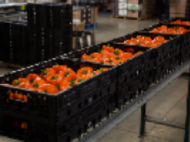 U.S. Department of Commerce terminates suspension agreement on fresh tomatoes from Mexico