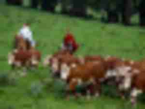 https://www.ajot.com/images/uploads/article/uruguay-cattle-drive.jpg