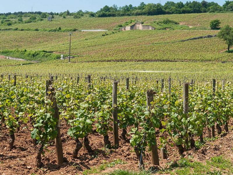 Wine Offers Chile a Silver Lining to Trump-Shaped Storm Cloud