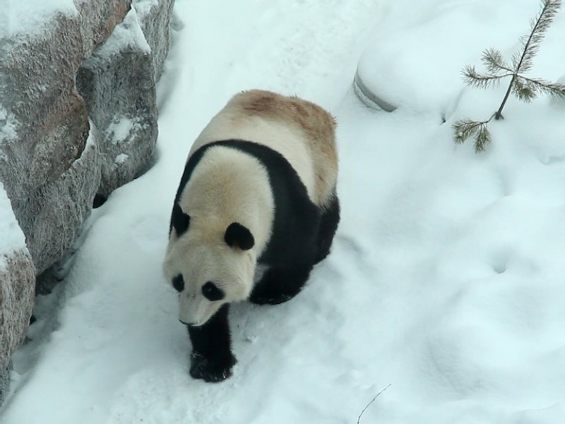 Giant pandas transported by Volga-Dnepr are welcomed at their new home in Finland