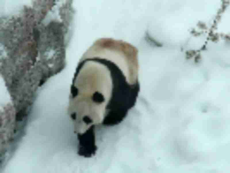 Giant pandas transported by Volga-Dnepr are welcomed at their new home in Finland