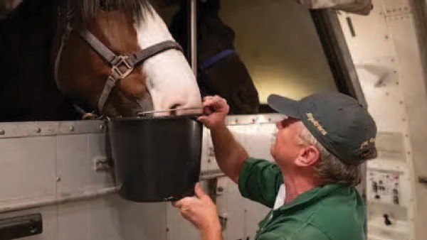 https://www.ajot.com/images/uploads/article/766-horse-transport-feeding.jpg