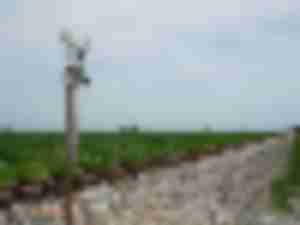 https://www.ajot.com/images/uploads/article/CN_Main_line_Chicago_to_New_Orleans_Rail_Road_Crossing_Champaign_County_Illinois.jpg