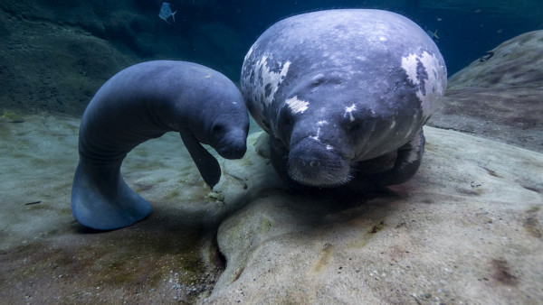 Five manatees rehabilitated at Ohio zoos flown back to Florida facilities to prepare for home waters