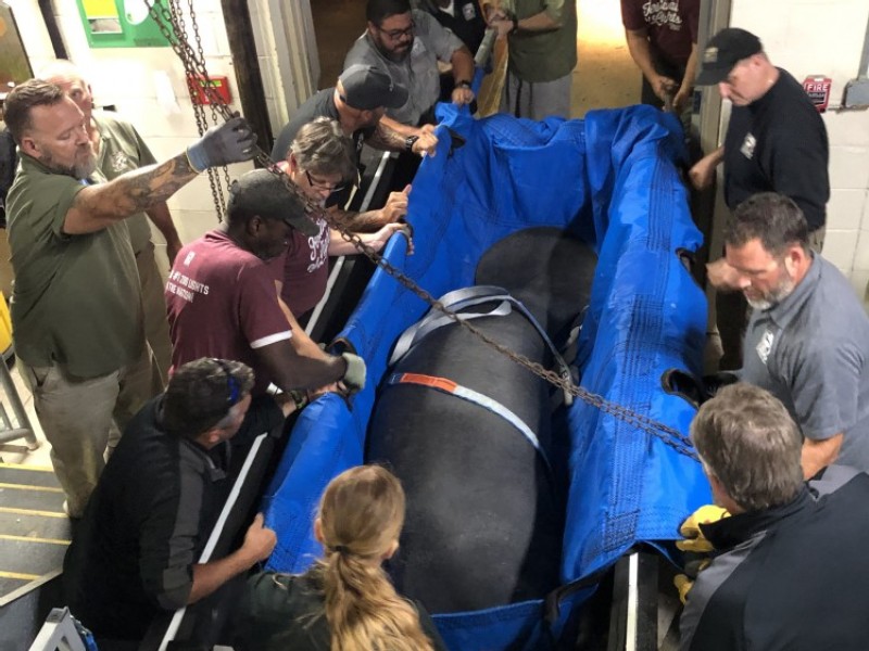 Cincinnati Zoo returns two manatees to Florida and brings one back in less than 24 hours
