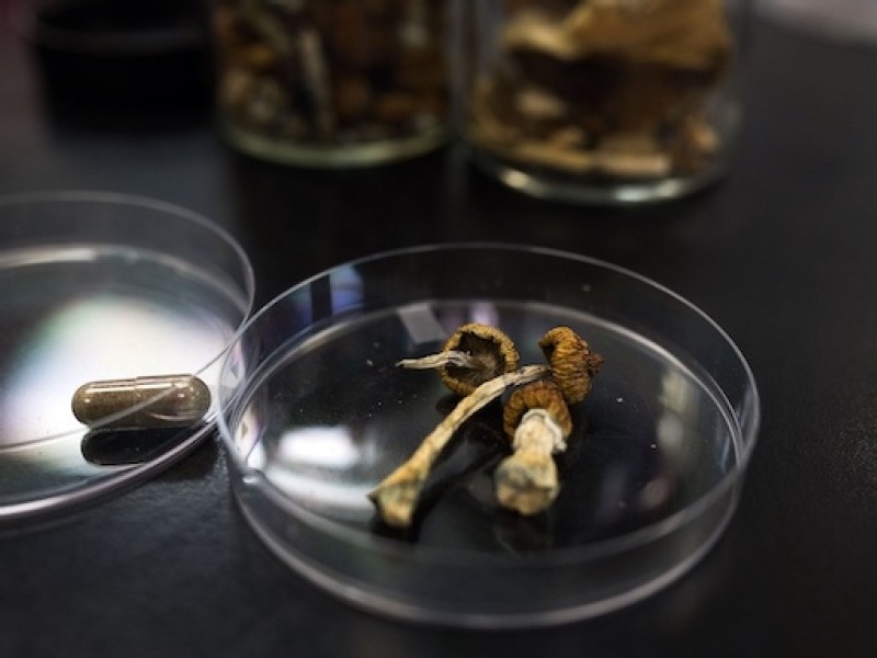 Magic mushrooms get Canadian export license in psychedelic race