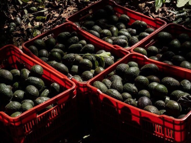 Mexico, US reach deal to resume avocado shipments, Governor says