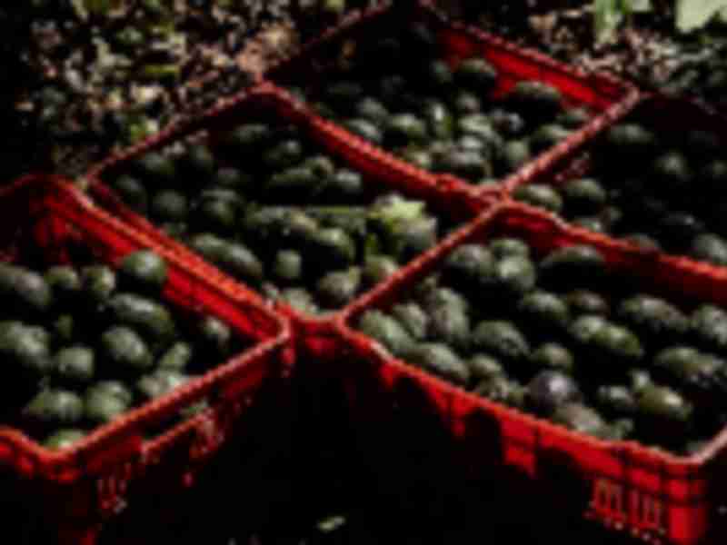 US stops some Mexico avocado shipments due to inspector incident