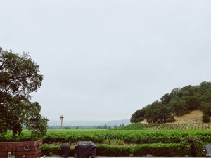 https://www.ajot.com/images/uploads/article/california-rain-grapes.jpg