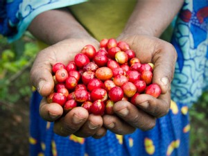 https://www.ajot.com/images/uploads/article/coffee-work-in-south-sudan.jpg