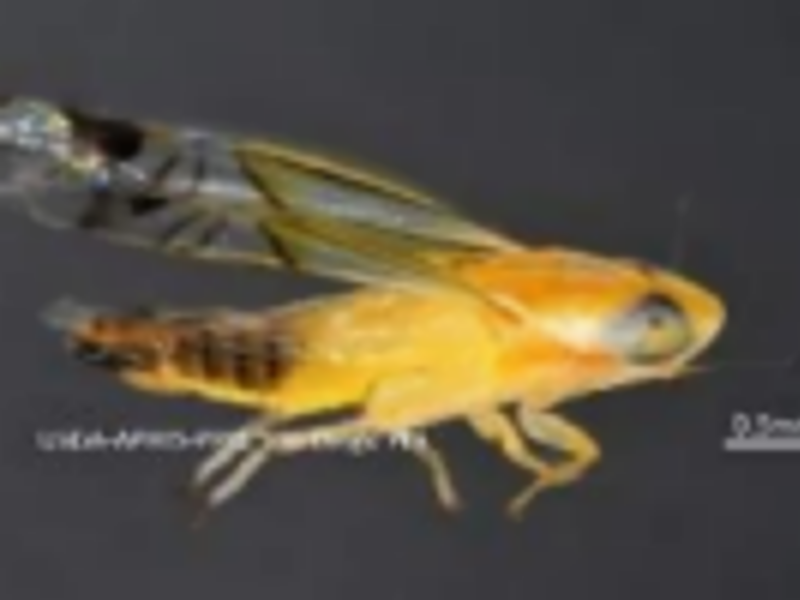 CBP agriculture specialists discover first-in-nation pest in San Diego