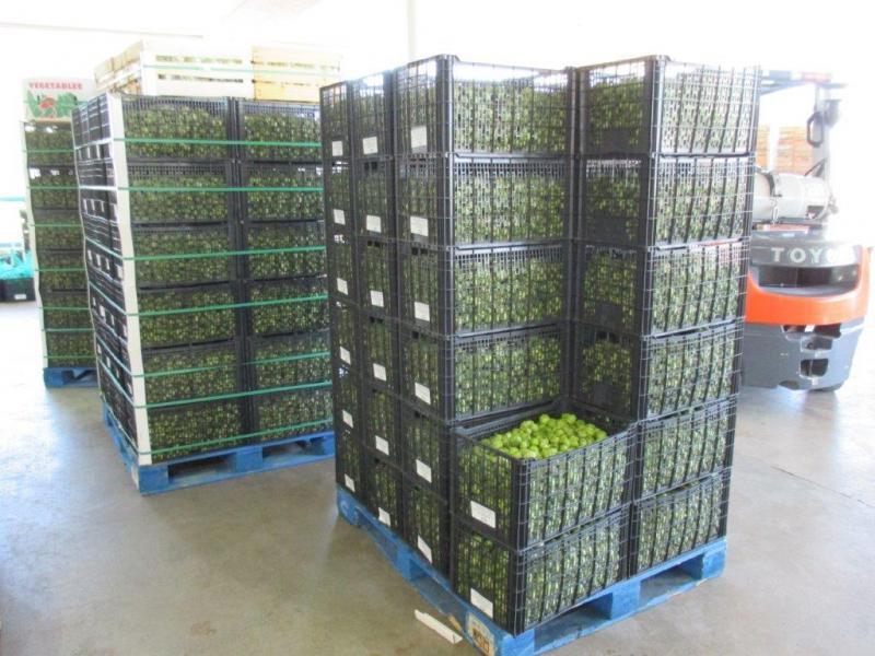 Crates containing 2,328 pounds of prohibited hog plums discovered by CBP agriculture specialists at Rio Grande City Port of Entry. 