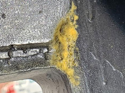 Baltimore CBP agriculture specialists discovered a first local interception of a species of Argentine moth egg masses and an Asian Gypsy Moth egg mass on consecutive days in June 2020.