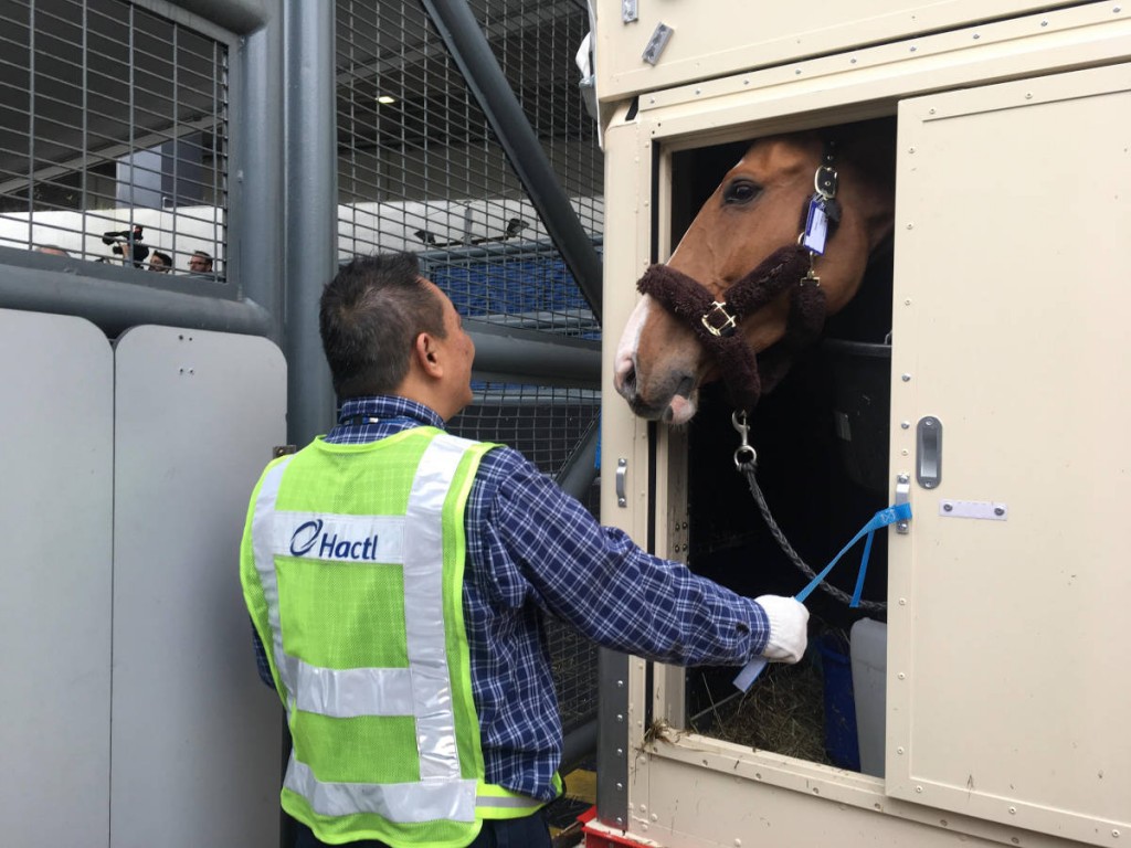 Hacti horse handling service