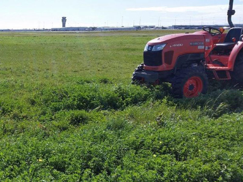 The trial lucerne planting at Adelaide Airport has proven to reduce ambient air temperatures by more than 3C on warm days.