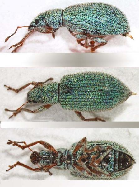 CBP agriculture specialists intercepted this type of pest in a shipment at DFW. Photo credit:USDA-APHIS-PPQ, San Diego PIS. 