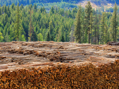 https://www.ajot.com/images/uploads/article/769_Canadian_softwood_lumber_logs-dreamstime.jpg