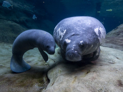 Five manatees rehabilitated at Ohio zoos flown back to Florida facilities to prepare for home waters