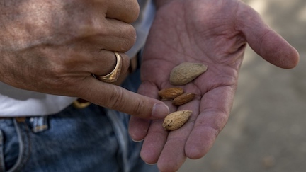 https://www.ajot.com/images/uploads/article/Almonds_bloomberg.jpg