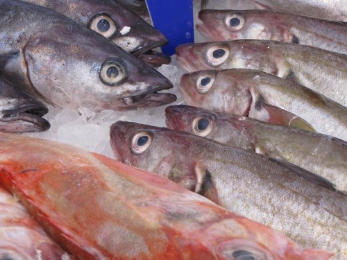 https://www.ajot.com/images/uploads/article/Fisheries.jpg