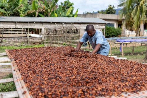 https://www.ajot.com/images/uploads/article/Ghana_cocoa_beans.jpg