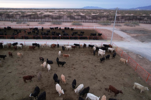 https://www.ajot.com/images/uploads/article/LIVESTOCK-MEXICO.JPG