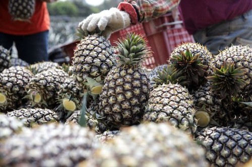 https://www.ajot.com/images/uploads/article/Pineapples.jpg