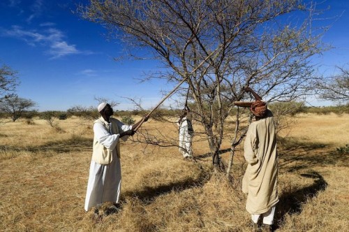 https://www.ajot.com/images/uploads/article/Sudan_gum.jpg